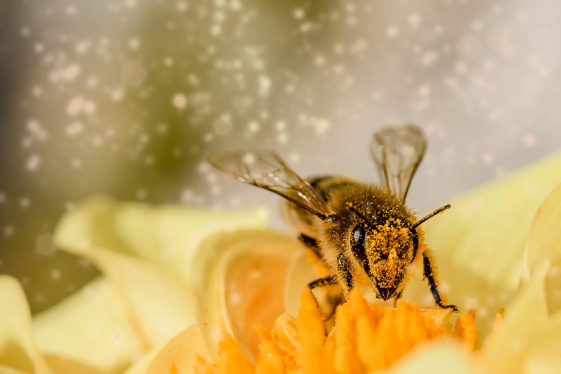 Jooce Adopts a Honey Beehive